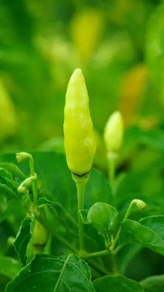 Yaprak ve çiçeklerin üzerinde kabuğu yükselen bir ağaçta yeşil biber (Capsicum frutescens) yakın çekim. Bu türe Tabasco, Cabai rawit, Chilli Padi, Bird 's Eye Chilli ve Peri Peri de denir..