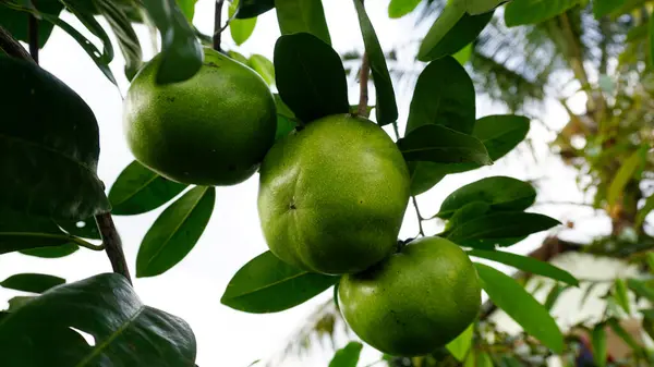 Siyah Sapote (Diospyros digyna), yoğun yapraklı bir ağacın dalında olgunlaşmamış, olgunlaşmış meyvelerin tadı çikolatalı puding gibi olduğunda parlak yüzeyi olan yuvarlak bir meyve..