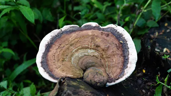 Mantar türü Ganoderma applanatumu ormanda ölü ve çürüyen ağaç kütüklerinde yetişir. Tacı, pürüzlü bir yüzeyi ve beyaz kenarları olan kahverengidir. Bu türün adı da Sanatçının Kıvrımı..