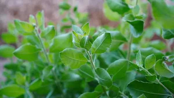 Bahçede pluhea indica, yapraklar yeşil pürüzsüz kıllı yüzeyi ve dantelli yaprak kenarları var.