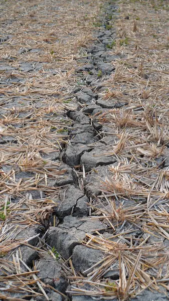 Soil texture on drought-stricken agricultural land with dead plants on it