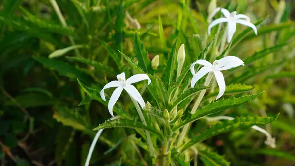 Hippobroma longiflora, bahçede çiçekler açıyor. Kök uzundur ve beyaz yapraklar yukarı doğru yükselir.