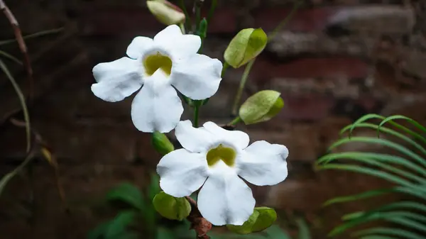Thunbergia grandiflora, ağaçta çiçekler açıyor. Beyaz, yuvarlak taç yaprakları ve çiçeğin ortasında sarı bir delik var.