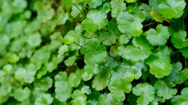 Taze Hydrocotyle ranunculoides yaprakları parlak bir yüzeye ve pürüzlü kenarlara sahiptir.