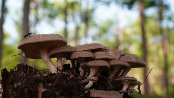 Mushrooms of the species Lentinus squarrosulus grow in clusters in forest areas in places protected from direct sunlight