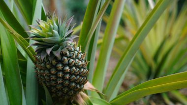 Ağaçtaki ananas ezmesi ya da ananas meyvesi derisi büyük pullara sahiptir ve henüz olgunlaşmamışsa yeşildir..