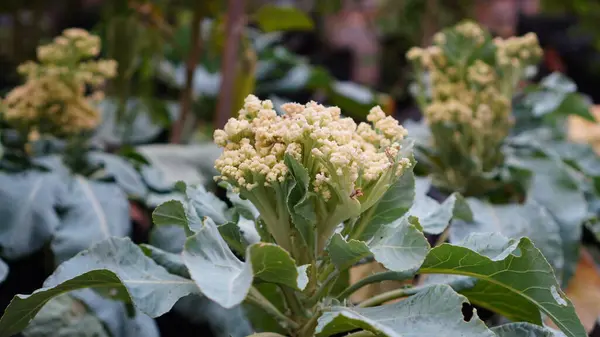 Karnabahar ya da Brassica oleracea bahçede çiçek açıyor, çiçekleri oval ve kıvırcık gri yapraklı muhteşem beyaz topaklar.