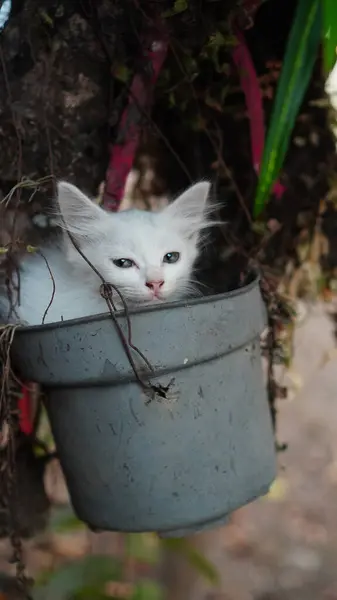 Beyaz bir kedi yavrusu ağaçta asılı bir saksıda çömeliyordu..
