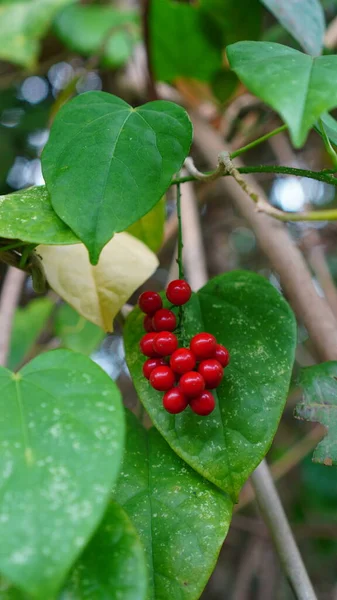 Cocculus carolinus 'un orman bölgelerinde yetişen kalp şeklinde yaprakları olan parlak kırmızı meyveleri vardır.
