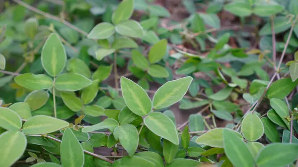 Desmodium incanum tarlalarda yetişir, yaprakları geniş oval şekilli yeşil parlak merkezli ve gri çizgili kenarlıdır..