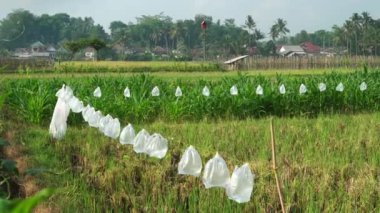 Pirinç tarlalarındaki plastik torbalar uzun iplerle pirinç bitkilerinin üzerine asılıdır..