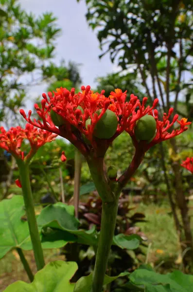 Jatropha podagrica bahçede çiçek açar. Çiçekler kırmızı olur ve birkaç tomurcuk arasında yuvarlak meyveler toplanır..