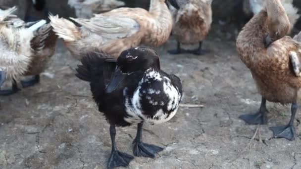 Eine Entenschar Auf Einem Bauernhof Mit Verschiedenen Federfarben — Stockvideo