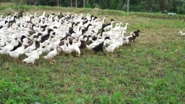 在农业区放牧时成群结队的鸭群 — 图库视频影像