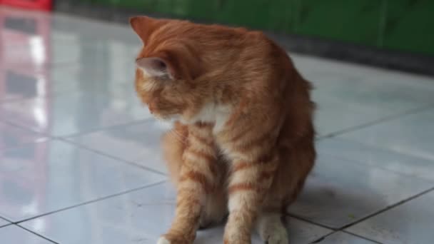 Красный Кот Сидит Полу Царапает Тело Чувствует Зуд — стоковое видео
