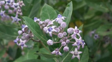 Ormanda rüzgarda sallanan kalotropis dev çayı, ağaçların dallarında açan çiçekler ve sallanan yoğun yapraklar..