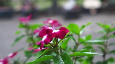 Catharanthus Roseus bahçede çiçek açıyor, ortası beyazın bir kombinasyonu olan kestane rengi. Bu tür ayrıca, kız kurusu, kırmızı yasemin, gül menekşesi, Batı Hint menekşesi ve Akdeniz Burgonya Burgonya Halkası olarak da bilinir..