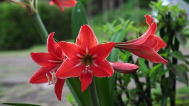 Amaryllis Sonatini Balentino bahçede çiçek açıyor. Yapraklar parlak kırmızı, beyaz çizgiler ve erkek organlarının birleşiminden oluşuyor. Bu çiçek bitkisine bazen Hippeastrum da denir..