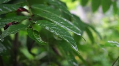 Şiddetli yağmurda yapraklar ıslanır ve su damlacıklarıyla sallanır..