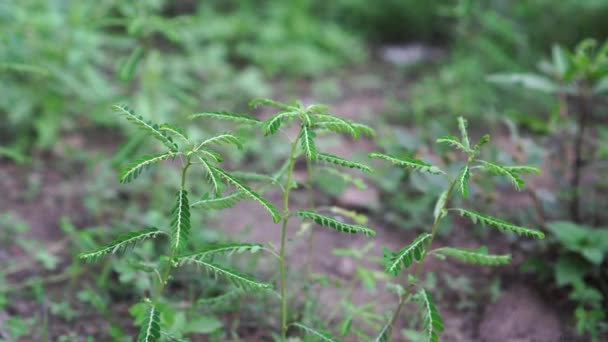 Phyllanthus Niruri Rośnie Żyznym Ogrodzie Lekki Wiatr Wieje Pień Drzewa — Wideo stockowe