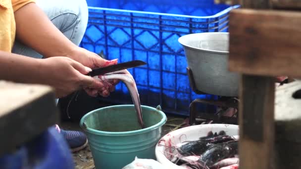 Proses Penyembelihan Ikan Lele Segar Yang Dilakukan Oleh Pedagang Ikan — Stok Video