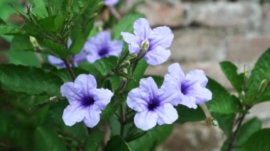 Bahçedeki Ruellia tüberosa çiçekleri, çiçekler açıyor, şekli buruşuk yüzeyi ve arı tüneği olan mor trompeti andırıyor ve sonra bal emmek için sinekler..