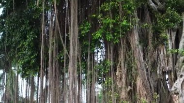 Banyan ağaçları veya Ficus benjamina yemyeşil yetişir ve yüksek ağaç dallarından sarkan uzun kökleri olan yoğun yapraklara sahiptir..