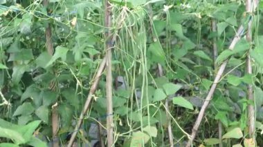 Vigna unguiculata sesquipedalis rüzgarda esiyor. Yoğun yaprakları ve sürünen sapları olan bu uzun ve yeşil bitki Endonezya halkı arasında popüler olan taze bir sebzedir.