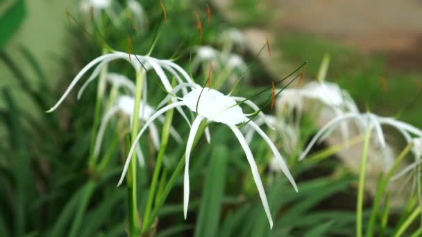 Hymenocallis Littoralis Floresce Jardim Suas Flores Brancas Com Pétalas Têm — Vídeo de Stock