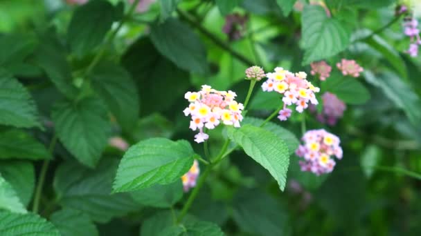 Lantana Camara Kwiat Kwitnie Ogrodzie Gromadami Białych Żółtych Płatków Spiczastych — Wideo stockowe