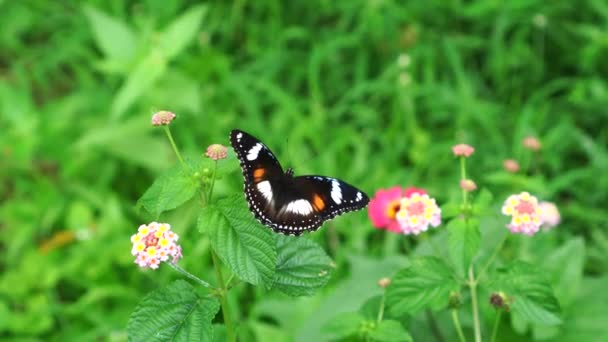 Butterfly Species Hypolimnas Bolina Perched Flower Garden Gentle Breeze Blowing — Stock Video