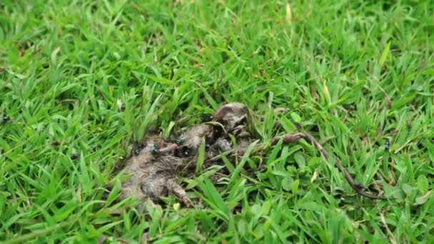 ハエに囲まれた草の死んだマウスの死骸 — ストック動画