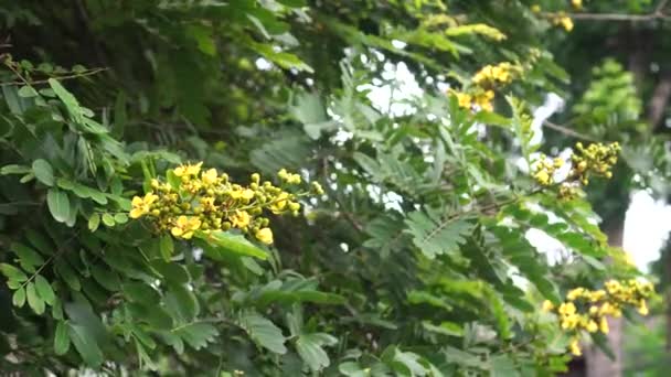 Bahçedeki Senna Siamea Çiçekleri Sarı Yaprakları Ağaçtaki Yoğun Yeşil Yaprakların — Stok video
