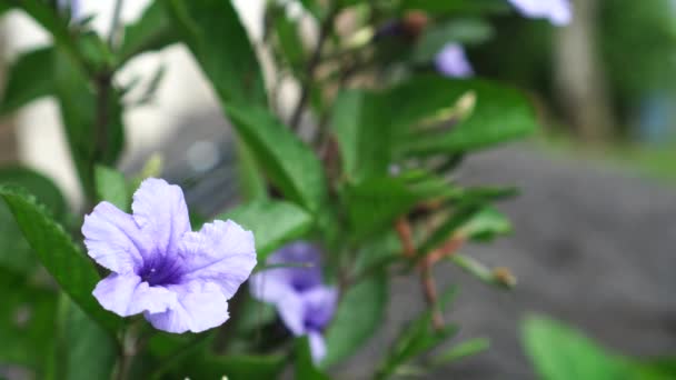 Ruellia Tuberosa Flowers Yard Flowers Blooming Shape Resembles Purple Trumpet — Stock Video