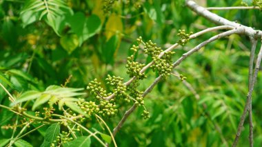 Brucea javanica, henüz olgunlaşmadığında yeşil olan eliptik şekilli meyvelere sahiptir.