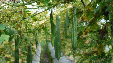 Sarmaşıklardan sarkan bir sürü yeşil kabak içeren yemyeşil bir kabak bahçesi. Bu kapsüller ve bitkilerin bilimsel adı Luffa acutangula, ayrıca açılı lif ve Çin bamyası olarak da bilinir.