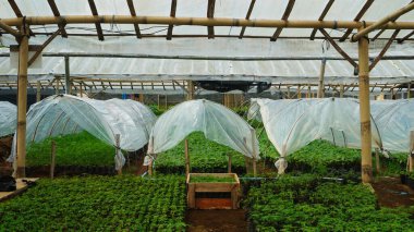 Bir fidanlığa ya da yeşil bir eve ekilmiş bitkiler. Beyaz plastikten bitki tohumlarını kaplayan bir çatısı var..