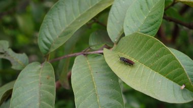 Sinek türü Eriokamppa juglandis bahçedeki yeşil bir yaprağın yüzeyine tünemiştir..