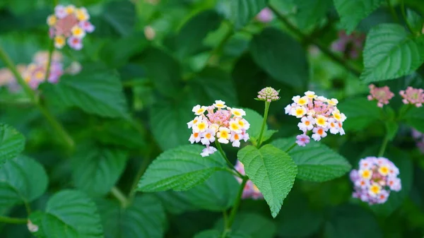 Lantana camara, the flower is blooming in the garden with clusters of white and yellow petals and pointed oval leaves with lace on the edges