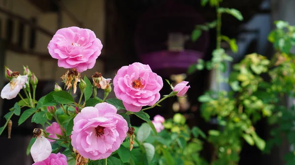 Pembe gül çiçeği mi yoksa ağaçta açan Rosa Zephirine Drouhin mi? Çiçek yaprakları sımsıkı, ortası koyu renkli erkek organlarıyla açık.