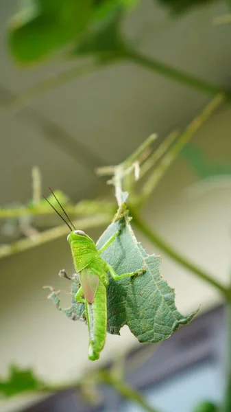 Tamamlanmamış yeşil yapraklar üzerinde Dissosteira carolina. Vücut küçük kanatları ve kısa koyu antenleri olan yeşildir.