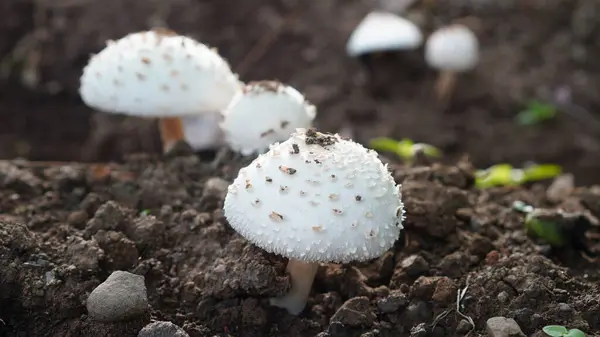 stock image Chlorophyllum molybdites, a species of white fungus with a scaly crown and a thick ringed stem is growing on the ground in a garden