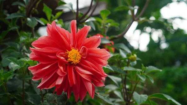 Ağacın üzerinde çiçek açan Dahlia pinnata ya da Dahlia çiçeği. Kalın taç yaprakları turuncu ve sarı renkli ve yaprakları yeşil..