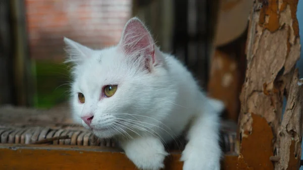 Kırılgan eski bir tahta sandalyede beyaz bir kedi.
