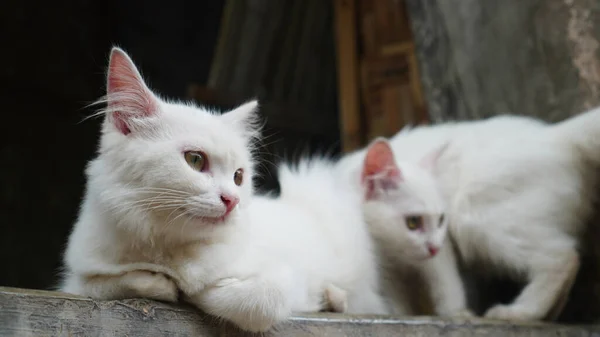 İki beyaz kedi bakıyorlardı ve uzaktaki bakışlarına odaklanmışlardı..