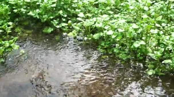 Plantas Berros Una Granja Orgánica Con Abundante Agua Corriente — Vídeo de stock