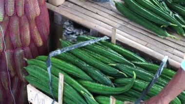 Sırt kabağı ve salatalık hasadını barınaktaki sandık ve çuvallara dolduruyorlar.