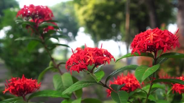 Czerwone Kwiaty Ixora Lub Ixora Coccinea Kwitnące Drzewie Parku — Wideo stockowe