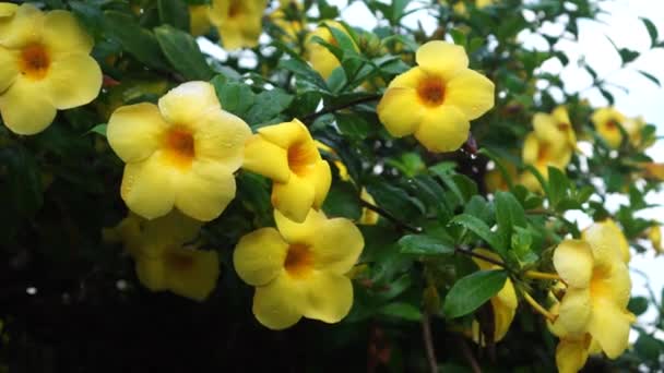 Allamanda Cathartica Blume Garten Auch Als Goldene Trompetenblume Bekannt Blüht — Stockvideo