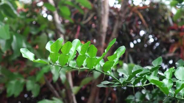 Φύλλα Του Kaffir Lime Ένα Κλαδί Δέντρου Αγκαθωτά Κλαδιά — Αρχείο Βίντεο